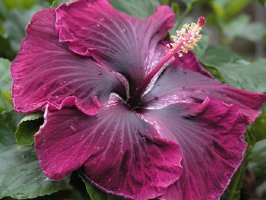 Purple hibiscus character essay