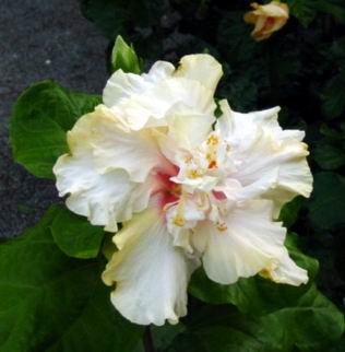 PREMIUM Hibiscus flowers - Peyi currant
