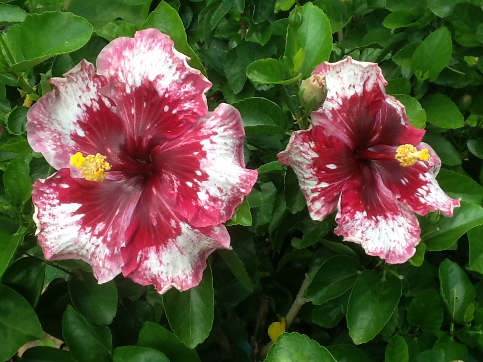 Hibiscus and Red on Pinterest