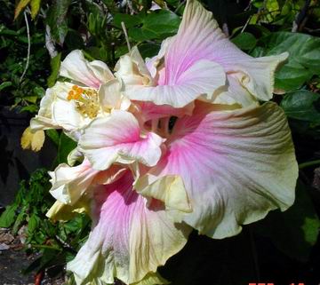 Tropical Hibiscus – Anna's Garden, Home & Wellness