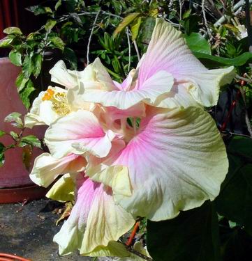Tropical Hibiscus – Anna's Garden, Home & Wellness