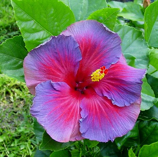 ELECTRIC BLUE hibiscus flower