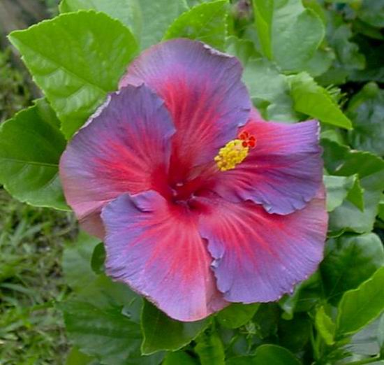 White Saucer Huge Blooming Hibiscus Perennial White Flower      10 Seeds 