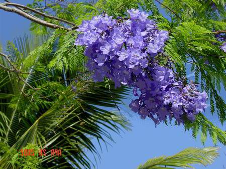 http://www.fancyhibiscus.com/jacaranda_426_mirror.JPG